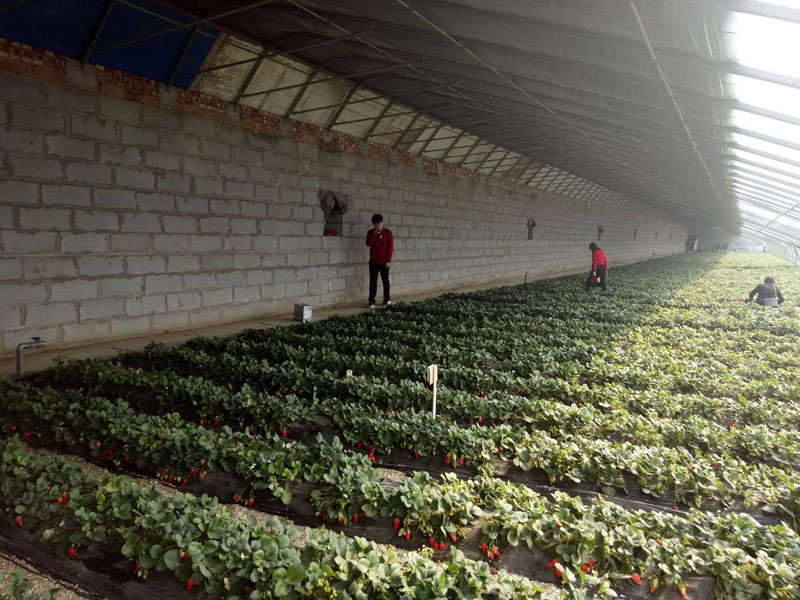 溫室大棚 溫室大棚